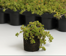 Ekogras Sedum Plugs groendak