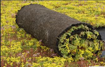 Groendak sedumrol (1,1m2)