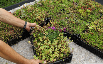 Ekogras Sedum cassettes Easygroen