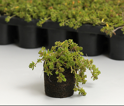 [GB102528] Ekogras Sedum Plugs groendak