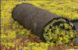 [GB102526] Groendak sedumrol (1,1m2)